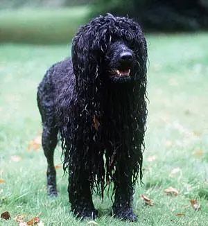 葡萄牙水犬图片 黑色 葡萄牙犬图片 黑色