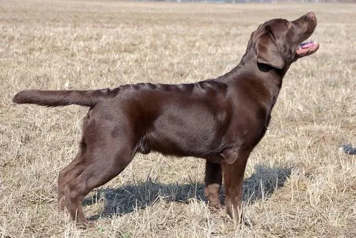 巧克力拉布拉多猎犬 巧克力拉布拉多猎犬图片
