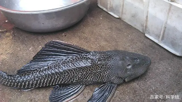 清道夫鱼是一种生活在淡水环境中的鱼类，主要分布于亚洲地区的河流和湖泊中。它以清理水体中的有机废物和死
