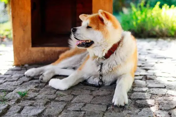秋田犬的寿命：探究日本守护犬的长寿传奇（秋田犬的寿命）