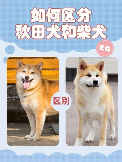 秋田犬与柴犬的区别及照片比较