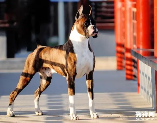 拳师犬阿卢最新视频 拳师犬阿卢视频号