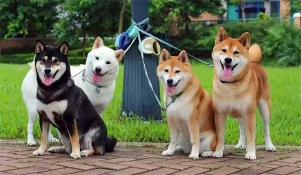 日本柴犬价格多少钱一只 日本柴犬价格多少钱一只幼犬