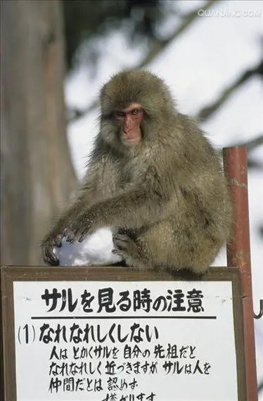 日本猕猴英文怎么说？（日本猕猴英文怎么说）