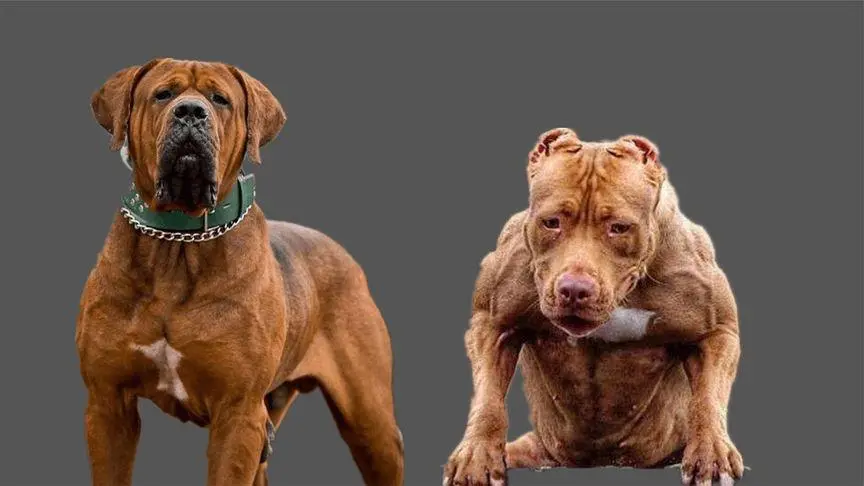 日本土佐犬和比特犬谁厉害？