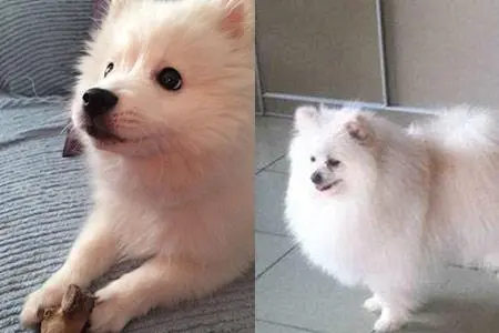 日本银狐犬和博美的区别 银狐犬幼犬和博美的区别