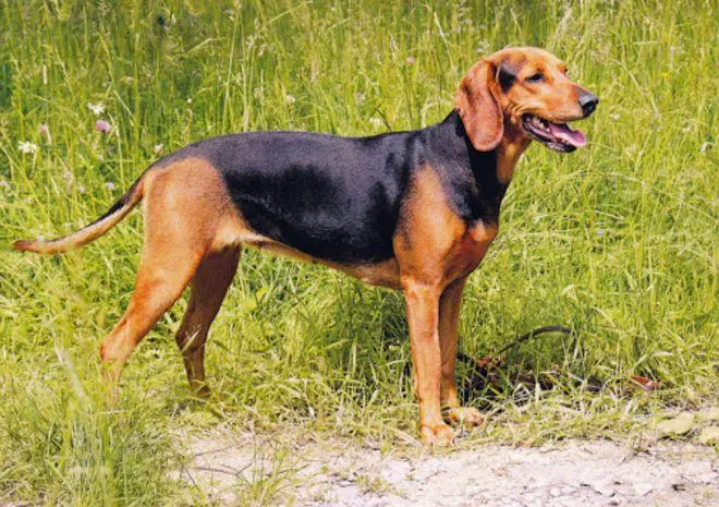 塞尔维亚猎犬的优缺点 塞尔维亚三色犬猎犬