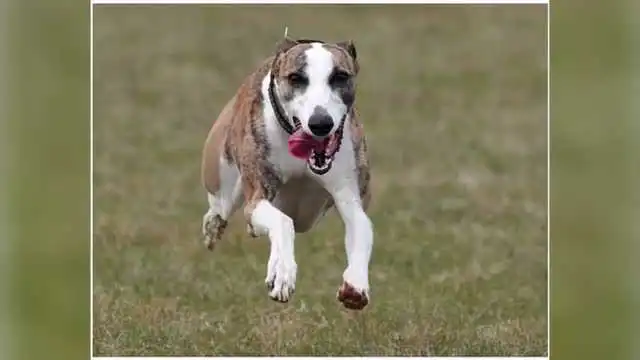 萨路基猎犬狩猎视频 萨路基猎犬多少钱一只