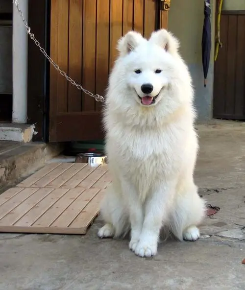 萨摩耶犬的体型及最大尺寸