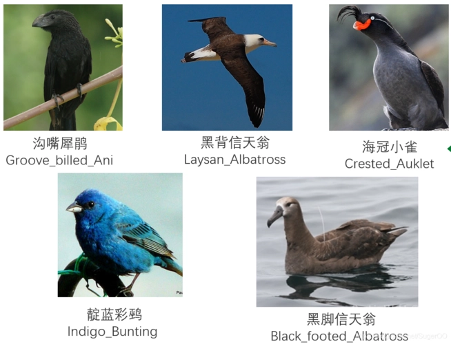 扫一扫识别鸟类：让我们一起了解鸟类识别技术