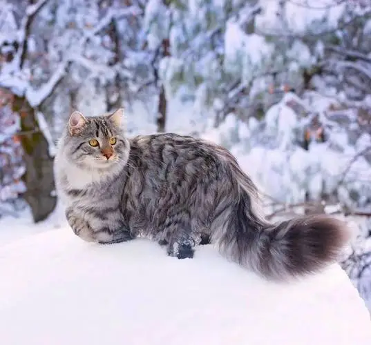 森林猫多少钱一只 挪威森林猫多少钱一只