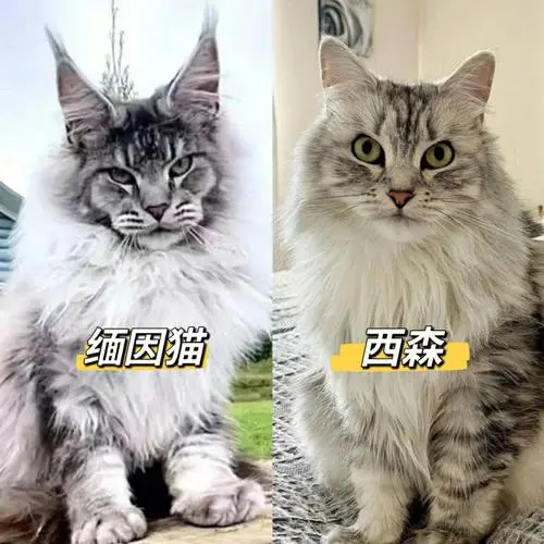 森林猫和缅因猫的区别 西伯利亚森林猫和缅因猫的区别