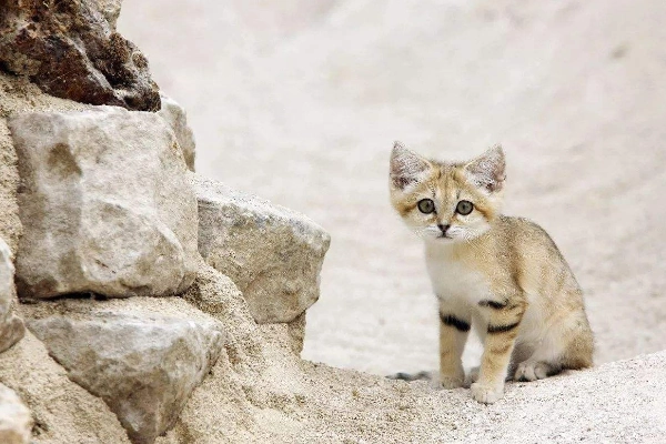 沙漠猫是几级保护动物？（沙漠猫是几级保护动物）
