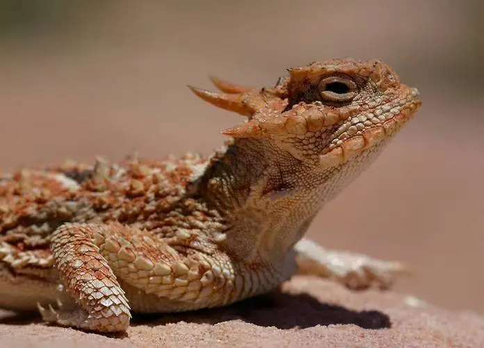 沙漠蜥蜴品种大全图片 中国沙漠蜥蜴品种大全