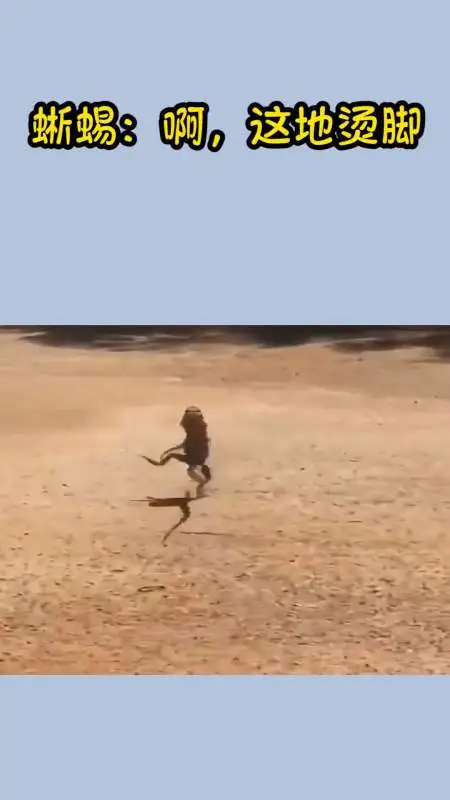 沙漠蜥蜴烫脚图片 沙漠里蜥蜴烫脚的动作描写