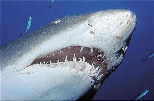 鲨鱼牙齿图片 儿童鲨鱼牙齿图片