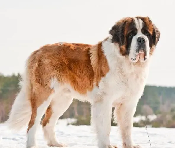 圣伯纳犬图片 幼犬——可爱善解人意的大型犬种