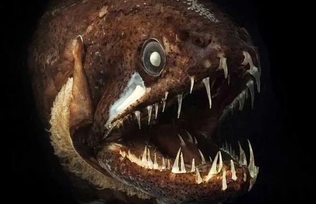 深海黑龙鱼：一道珍贵的美食（深海黑龙鱼好吃吗）