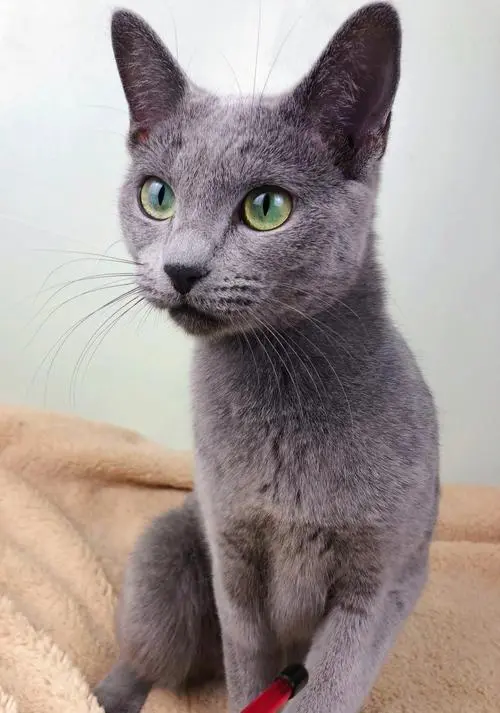 什么是俄罗斯蓝猫 什么是俄罗斯蓝猫品种