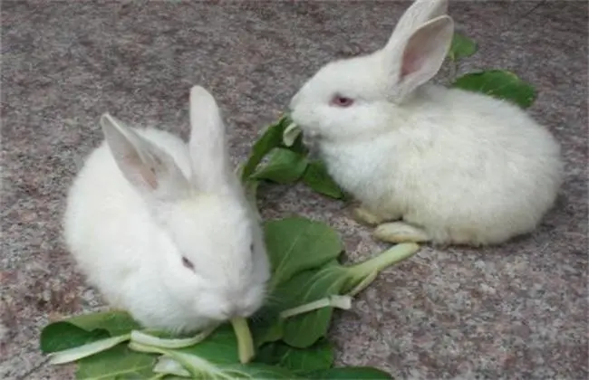 什么兔子最好养不易生病 什么品种的兔子最好养