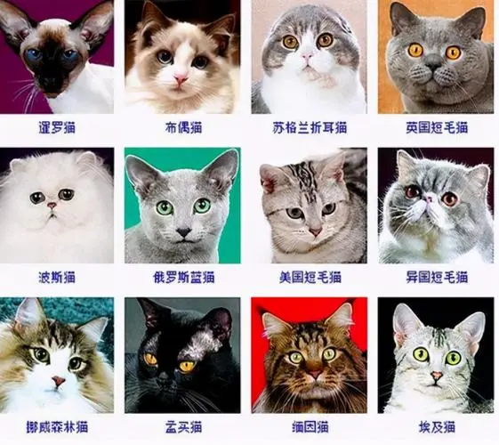 十大宠物猫的品种及价格 十大宠物猫的品种及价格图片
