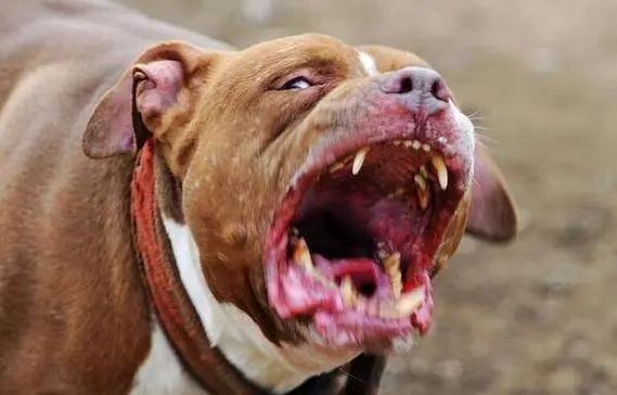 十大攻击力最强的犬 十大攻击力最强的犬图片