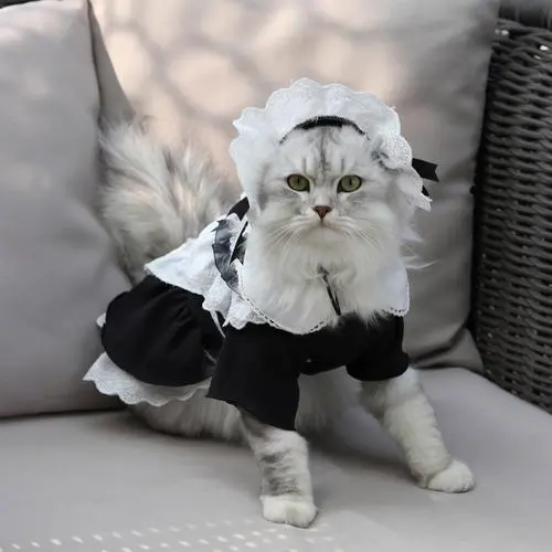 十大最漂亮的猫猫衣服 世界十大最漂亮的猫猫