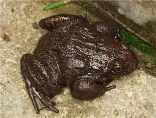 石蛙：国家保护动物（石蛙是国家保护动物吗）