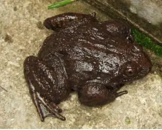 石蛙养殖骗局揭秘