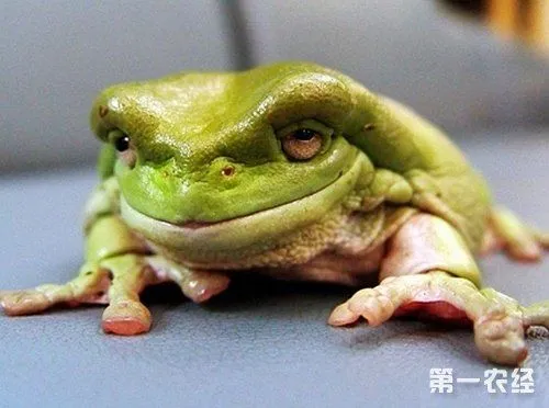 树蛙多少钱一只 老爷树蛙多少钱一只