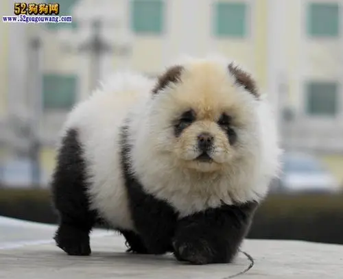 松狮熊猫 - 中国天然珍稀物种的代表（松狮熊猫）