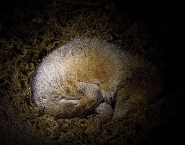 松鼠冬眠——动物的特殊生理调节机制（松鼠冬眠不）