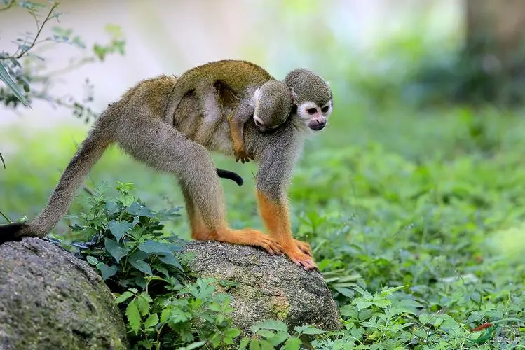 松鼠猴的栖息地和生活习性