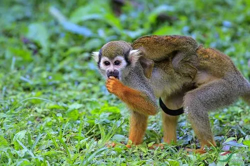 松鼠猴在中国可以养吗？（松鼠猴在中国可以养吗）