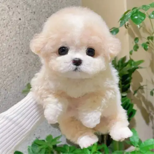 泰迪犬 —— 细小可爱的毛茸宠物