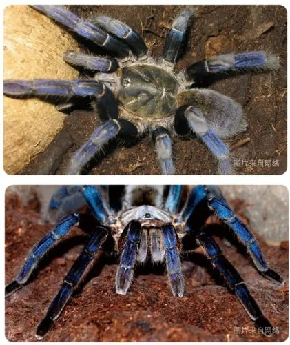 泰国金属蓝捕鸟蛛——亚洲独特的蜘蛛物种