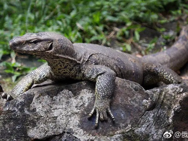 泰国巨蜥有毒吗 中国巨蜥有毒吗