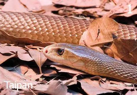 太攀蛇图片 – 精细展示南美洲特有物种