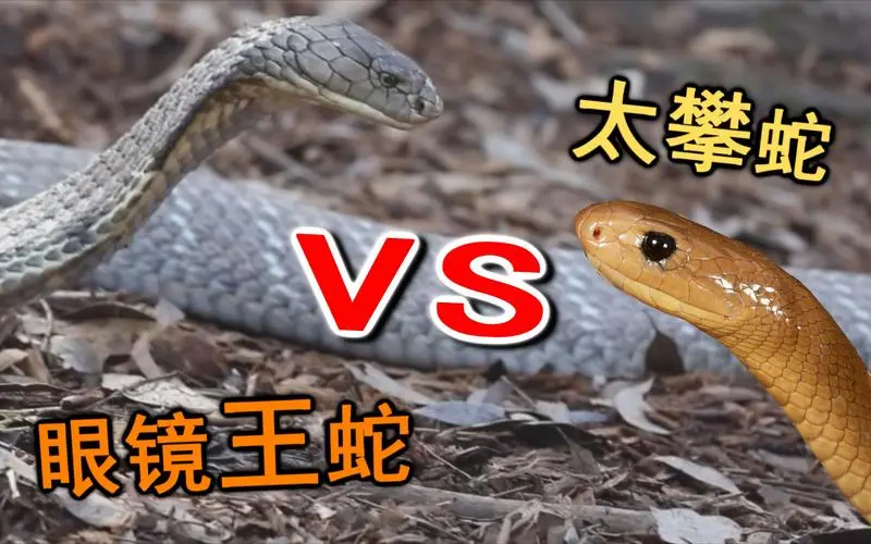 太攀蛇vs眼镜王蛇