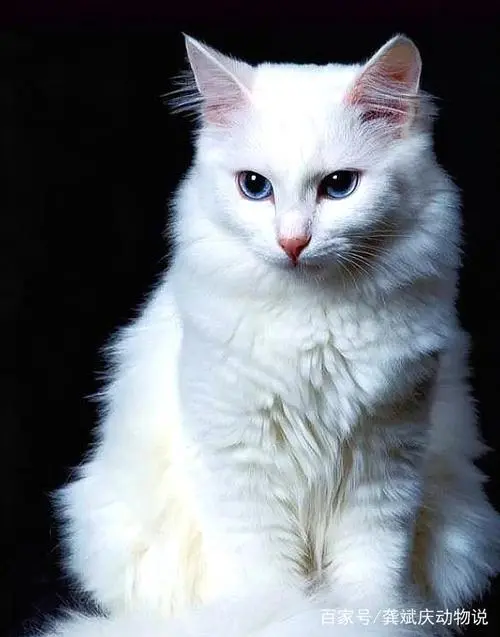 土耳其梵猫图片白 土耳其梵猫图片大全