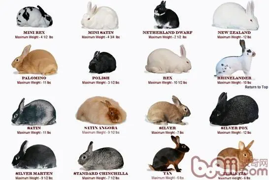 兔子品种大全及图片 兔子品种大全及图片名字