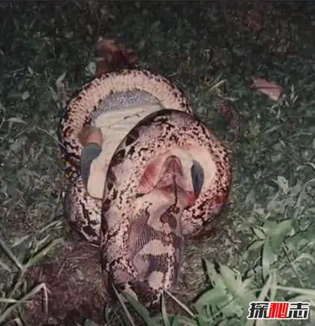 网纹蟒蛇：一种具有突破性的食肉蛇类（网纹蟒蛇吃人）
