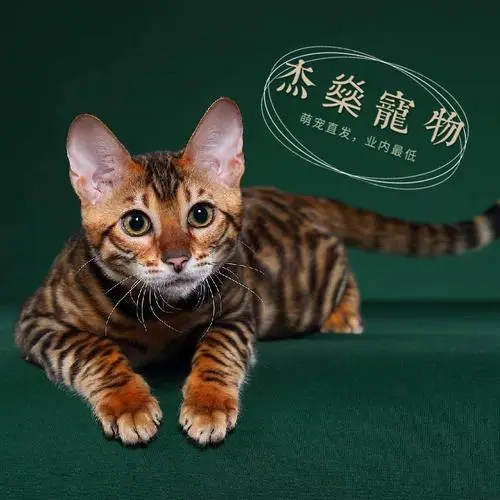 玩具虎猫图片 顶级 虎猫的迷人魅力（玩具虎猫图片 顶级）