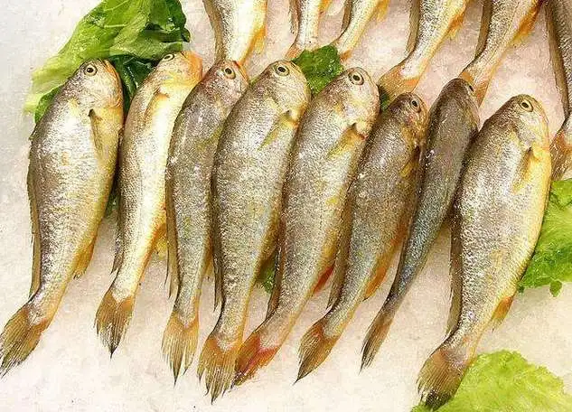 虾虎鱼（学名：Larimichthys polyactis），又称黄鳍乌鲟、乌鱼、虾鱼，在中国华东沿海地区十分常见。虾虎鱼