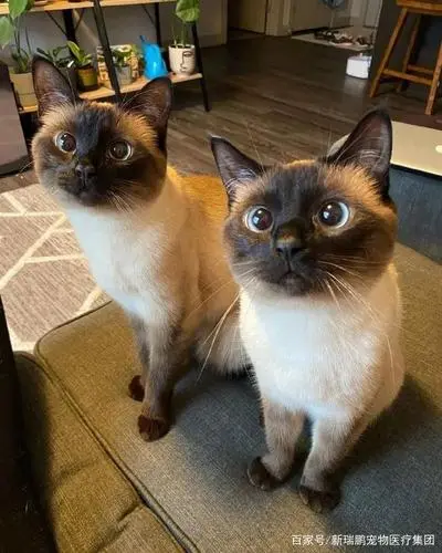 暹罗猫和伯曼猫是两种非常受欢迎的猫咪品种。虽然它们在外观上有一些相似之处，但它们之间有一些明显的区别