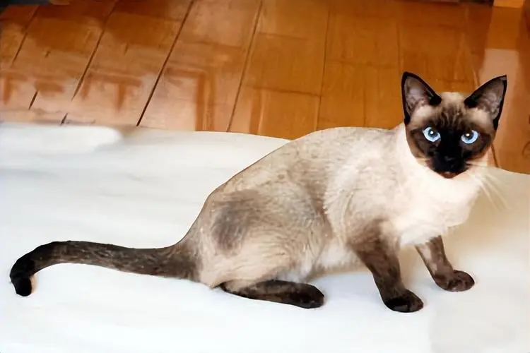 暹罗猫——性格温顺可爱的长毛猫（暹罗猫性格温顺吗）