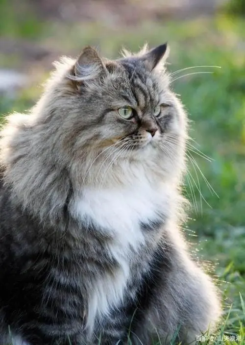 西伯利亚猫多少钱一只 西伯利亚猫多少钱一只幼崽