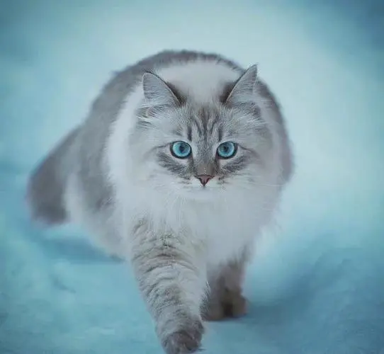 西伯利亚猫（森林猫）