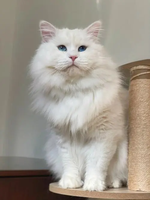 西伯利亚猫：雪原中的优雅之王（西伯利亚猫森林猫白色）