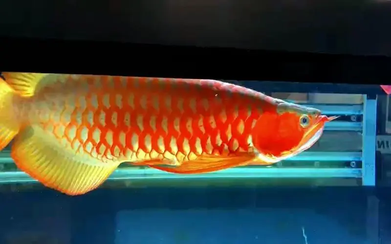 血红龙鱼视频 顶级血红龙鱼